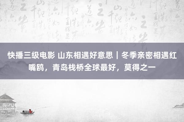 快播三级电影 山东相遇好意思｜冬季亲密相遇红嘴鸥，青岛栈桥全球最好，莫得之一